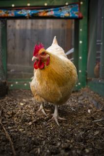 A backyard chicken coop in Austin, Texas houses a handful of chickens and provides daily eggs for a family., Austin Texas USA model released Symbolfoto Copyright: MichaelxHanson HAMI001251