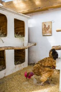 A backyard chicken coop in Austin, Texas houses a handful of chickens and provides daily eggs for a family., Austin Texas USA model released Symbolfoto Copyright: MichaelxHanson HAMI001521
