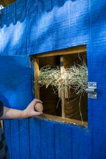A backyard chicken coop in Austin, Texas houses a handful of chickens and provides daily eggs for a family., Austin Texas USA model released Symbolfoto Copyright: MichaelxHanson HAMI001525
