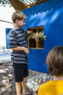 A backyard chicken coop in Austin, Texas houses a handful of chickens and provides daily eggs for a family., Austin Texas USA model released Symbolfoto Copyright: MichaelxHanson HAMI001527