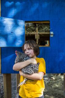 A backyard chicken coop in Austin, Texas houses a handful of chickens and provides daily eggs for a family., Austin Texas USA model released Symbolfoto Copyright: MichaelxHanson HAMI001548