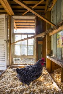 A backyard chicken coop in Austin, Texas houses a handful of chickens and provides daily eggs for a family., Austin Texas USA model released Symbolfoto Copyright: MichaelxHanson HAMI001562