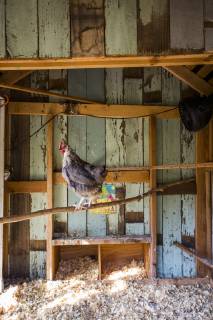 A backyard chicken coop in Austin, Texas houses a handful of chickens and provides daily eggs for a family., Austin Texas USA model released Symbolfoto Copyright: MichaelxHanson HAMI001565
