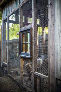 A backyard chicken coop in Austin, Texas houses a handful of chickens and provides daily eggs for a family., Austin Texas USA model released Symbolfoto Copyright: MichaelxHanson HAMI001589