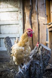 A backyard chicken coop in Austin, Texas houses a handful of chickens and provides daily eggs for a family., Austin Texas USA model released Symbolfoto Copyright: MichaelxHanson HAMI001596