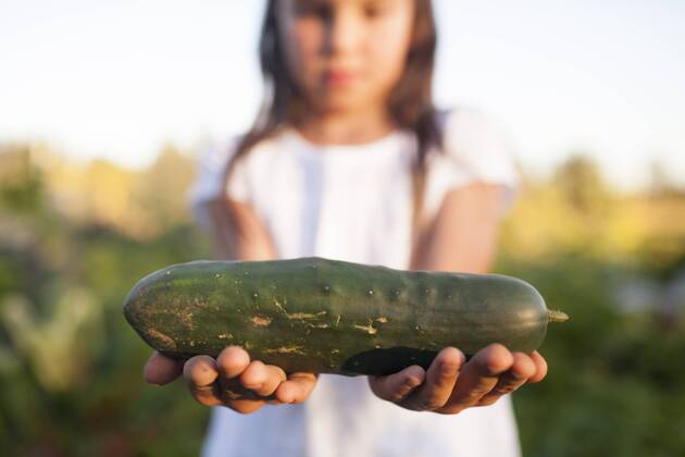 A Young Girl Holding A Freshly Picked Cucumber From Her Garden In Fort Langley, Fort Langley British Columbia Canada model released Symbolfoto Copyright: ChristopherxKimmel KICH008630