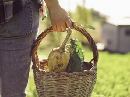 Woman carrying basket of harvested vegetables, partial view model released Symbolfoto  RAMAF00043