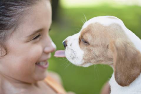 Beagle puppy licking girl s nose  Copyright: OdilonxDimier B11431622