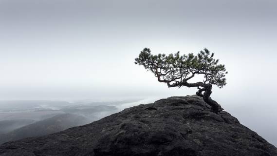 The Weather Pine on the Lilienstein in Saxon Switzerland near Dresden on a misty morning Königstein Lilienstein Saxony Germany Europe Copyright: imageBROKER/FotoatelierxBerlin iblbdh04773494