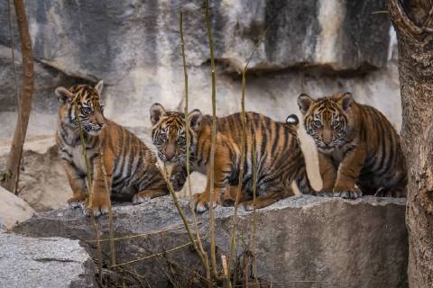 On 22 11 2018 the four Sumatra tiger babies Panthera tigris sumatrae born on 04 08 2018 in the zoo Berlin Friedrichsfelde received the names Kiara Oscar Willi and Seri Sumatra Tiger belong to the rarest big cats of the world According to estimates only 350 to 450 tigers live in the rain forests of Sumatra in freedom Volker Hohlfeld Tiger Baptism