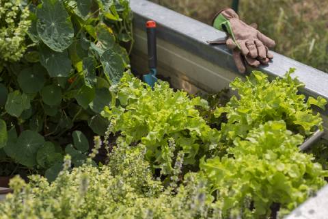 Vegetable growing in raised bed model released Symbolfoto  JUNF01451