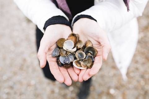 Woman s hands holding collected shells, close-up model released Symbolfoto KMKF00755