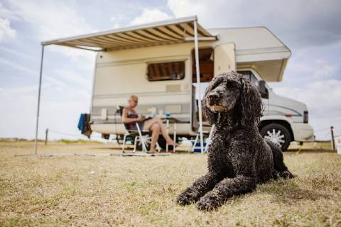 Attentive poodle lying on camping ground in front of camper model released Symbolfoto property released  JATF01123
