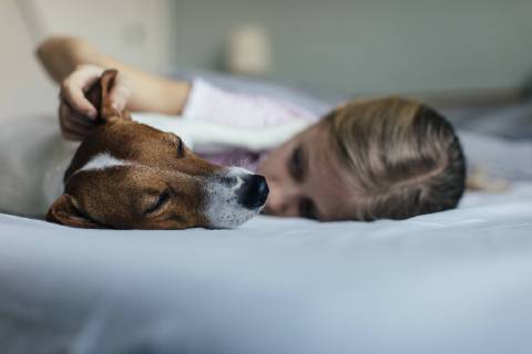 Girl lying on bed tickling her dog model released Symbolfoto property released  JPF00376