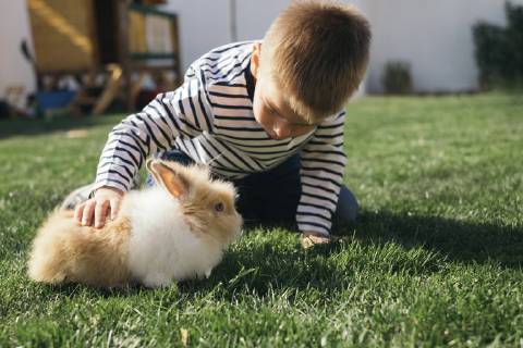 Little boy petting a bunny in garden model released Symbolfoto property released  MOMF00684