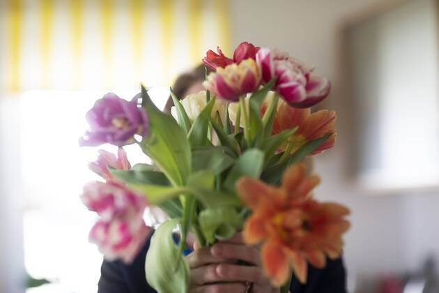 Woman hiding behind bunch of tulips model released Symbolfoto property released  SGF02348