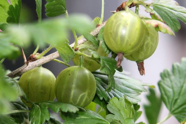 Fruit bushes in gardens Mature gooseberries hanging from a shrub in early summer time