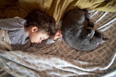 Toddler girl and gray cat sleeping on bed, top view model released Symbolfoto property released  GEMF02916