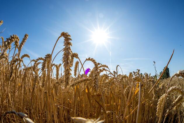 Heatwave and drought in Germany 24 07 2019, Oberursel Hessen The sun shines over a wheat field The current heatwave in Germany has predicted maximum temperatures of 40°C , Oberursel Deutschland