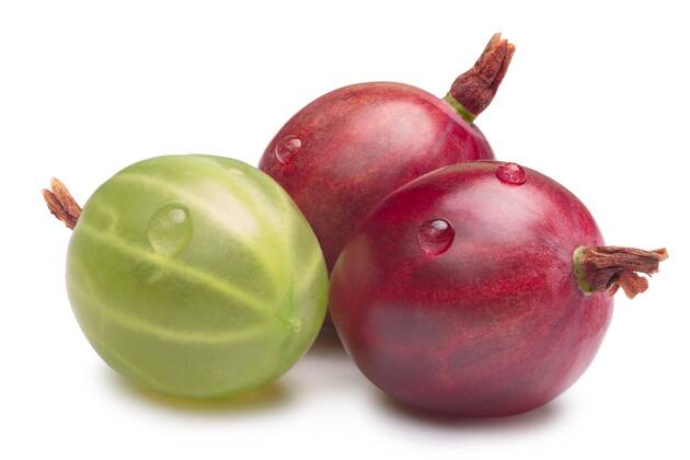  Red and green Gooseberries, paths  Copyright: xmaxsol7x Panthermedia26035045