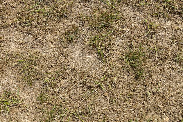 Durch Sommerhitze vertrockneter Rasen in einem Garten, DEUTSCHLAND, HAMBURG, 30.07.2019. Dried lawn due to hot summer in a garden, GERMANY, HAMBURG, 30.07.2019.