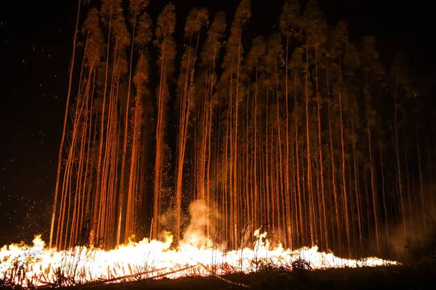 IMAGO Nature: Unsere Erde, Klimawandel, Waldbrände News Bilder des Tages Brasilien, Waldbrände SALTO DE PIRAPORA, SP - 30.08.2019: INCÊNDIO FLORESTAL EM SALTO DE PIRAPORA - A large forest fire hit a eucalyptus plantation reserve on a farm in the city of Salto de Pirapora, near Sorocaba, SP. The fire began on Friday afternoon and it is estimated that 100 hectares were destroyed. The firemen were at the scene and the farm staff managed to control the fire. The suspicion is that the fire was criminal, but no one was injured. x1787209x  CaduxRolim