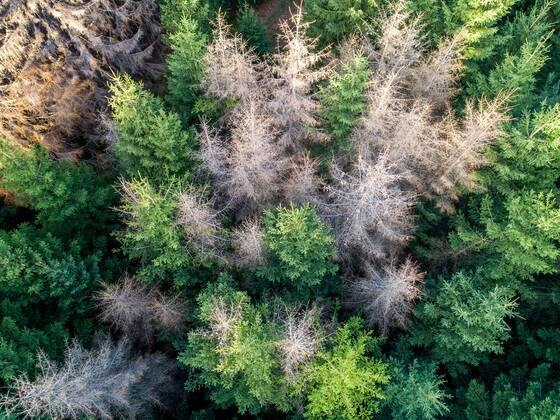 Waldsterben im Taunus 15 09 2019, Oberursel Hessen Dead spruces stand in the forest on the main ridge of the Taunus between Sandplacken and Saalburg Aerial view with a drone , Oberursel Germany