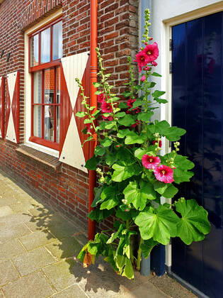 Stockrose, Stock-Rose, Stockmalve, Stock-Malve, Halsrose, Hals-Rose, Brandrose, Brand-Rose (Alcea rosea, Althaea rosea), bluehend an einem Hauseingang, Niederlande hollyhock (Alcea rosea, Althaea rosea), blooming at house entrance, Netherlands BLWS545586 Copyright: xblickwinkel fotototox