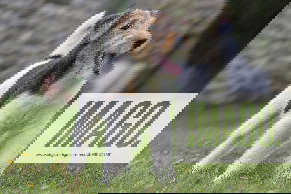 wirehaired fox terrier puppy