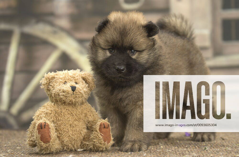 eurasier info
