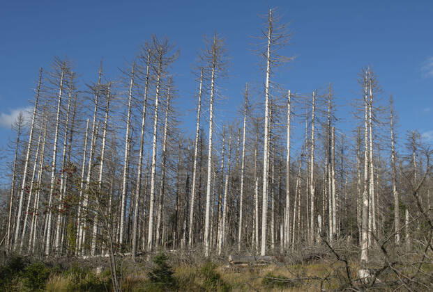 Entnadelte und braun gewordene Baeume stehen am 20.09.2019 in der Naehe von Torfhaus, Ortsteil der Ortschaft Altenau-Schulenberg im Oberharz. search: Deutschland Sachsen-Anhalt Wirtschaft Landwirtschaft Berg Berge Bergregion Mittelgebirge Niedersachsen Nationalpark Nationalparks Harz Oberharz Wetter Klima Klimawandel Klimafolgen klimatisch Umwelt Umweltschutz Umwelt und Natur Umweltschaden Umweltschaeden Oekologie Oekologisch Wald Waldbestand Waldbestaende Fortwirtschaft Forst Holz Hoelzer Holzbestand Holzwirtschaft kahl kahler Baum Baumsterben Baeume Ast Aeste Nadelverlust kahl kahle Waelder Sterben Waldsterben Schaden Schaeden Schaedigungen Schadensbild Klimaschutz Klimaschutzpolitik gruene Naturereignis Erwaermung Erderwaermung Naturereignisse Naturerscheinung Naturerscheinungen Waldzustand Waldzustandsbericht deutscher Wald deutsc