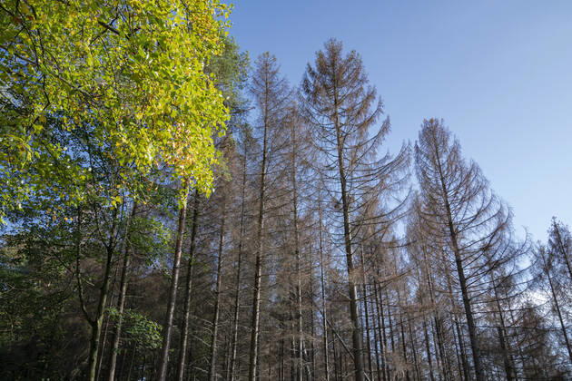 The Königsforst between Cologne, Bergisch Gladbach and Rösrath is in the area of the Staatsforst nature reserve and threatened by storms, drought and mass reproduction of the bark beetle of the forest death Bergisch Gladbach Königsforst Nordrhein Westfalen Germany