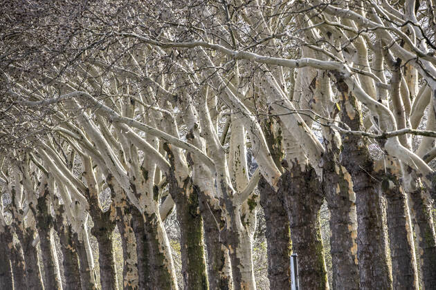 Bare trees, avenue, plane trees, bark chipped,