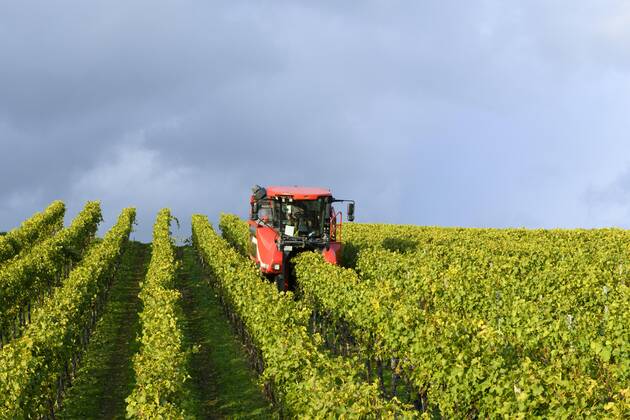 Grape harvester at the grape harvest, Baden Württemberg, Germany, Europe Copyright: imageBROKER/Lilly ibltke05060309.jpg
