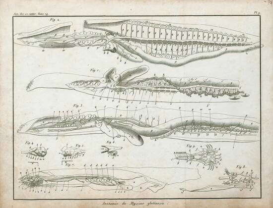 Hagfish Diagram