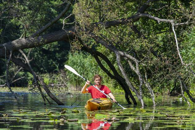 Paddler in a kayak on the Müggelspree, river Spree, between Fürstenwalde and Hangelsberg, Brandenburg, Germany, Europe Copyright: imageBROKER/OliverxGerhard ibxoge05084313.jpg