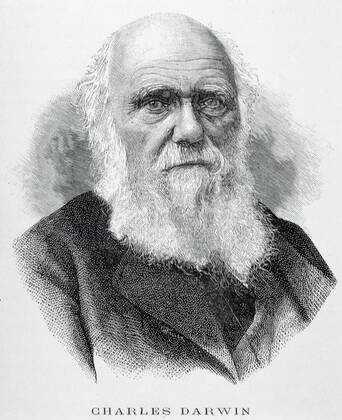 DARWIN Portrait of Charles DARWIN 1809 1882 Anonymous Ilustration of 1891 for the Naturalist Gallery by J PIZETTA Credit Coll BHVP Grob KHARBINE TAPABOR  KH48156