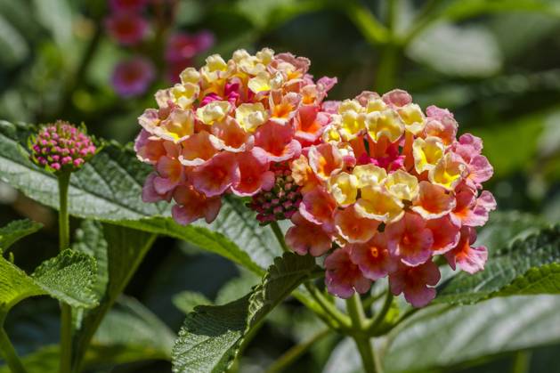 Lantana camara McPRMU McPRMU