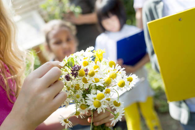 School children learning about herbs in nature studies, girl holding bunch of chamomile model released Symbolfoto  WESTF24426