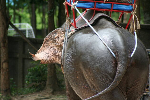 Thailand Thailand  Copyright: xMariuszxPrusaczykx 1030510