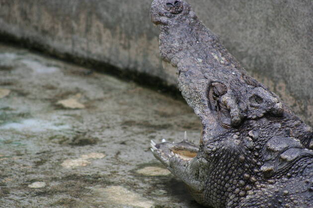 Thailand Thailand  Copyright: xMariuszxPrusaczykx 1030840