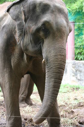 Thailand Thailand  Copyright: xMariuszxPrusaczykx 1030906
