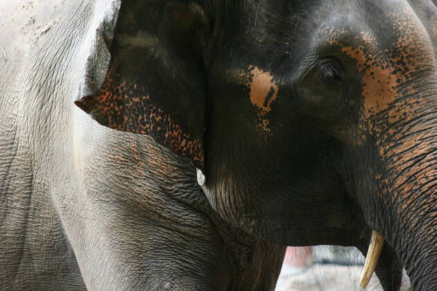 Thailand Thailand  Copyright: xMariuszxPrusaczykx 1030914