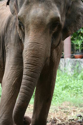Thailand Thailand  Copyright: xMariuszxPrusaczykx 1030924