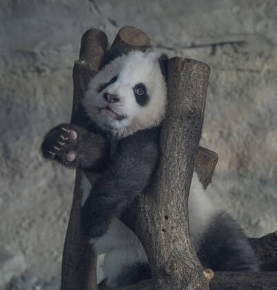Berlin, 31 01 2020 The second day that the panda twins Meng Xiang and Meng Yuan aka Pit and Paule with their mother Meng Meng can be seen here A young animal is practicing climbing