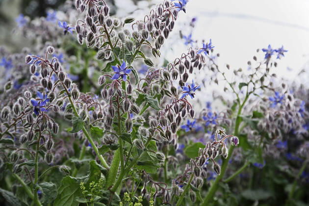 ITALY, Lazio, countryside, borage plant and flowers ITALY, Lazio, countryside, borage plant and flowers Copyright: xagiampiccolox 1202275