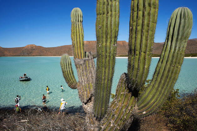 Cardon cactus in the beach of Isla Espiritu Santo island, Sea of Cortez, Baja California, Mexico. Los Cabos Mexico Copyright: xSergixReboredox xVWPicsx SRE-038-DR3762
