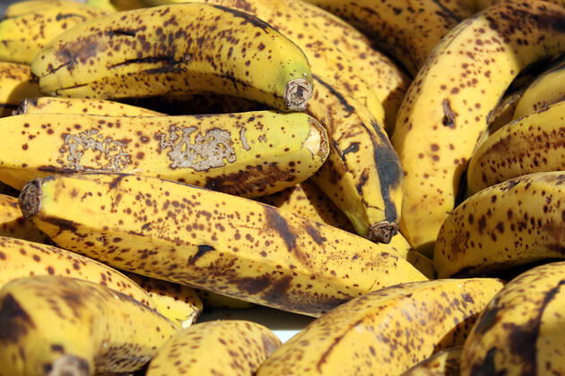 Ripe Bananas Ripe bananas in a plate.  Copyright: xElianeHaykalx 13239176