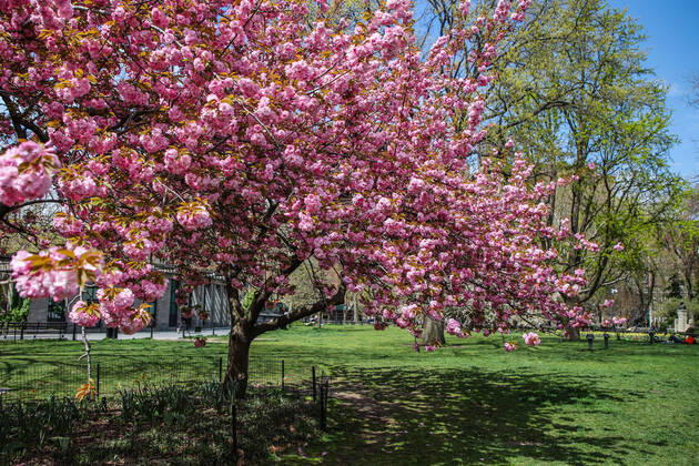 April 14, 2020, New York, NEW YORK, EUA: Movement in Washington Square Park in the spring of New York during the Coronavirus COVID-19 pandemic in the United States. New York USA - ZUMAc233 20200414_zsp_c233_096 Copyright: xVanessaxCarvalhox