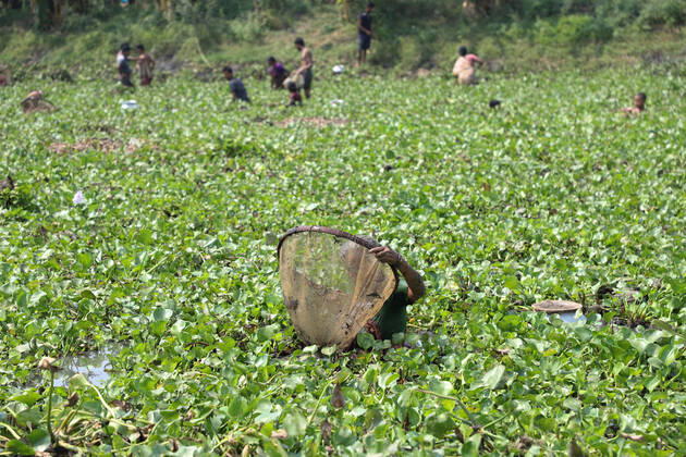 Finding alternative ways of earn amid COVID-19 Many people who have already lost their jobs during the nationwide complete lockdown, are now looking for the alternative ways to earn money. Today almost hundreds of fishermen (Some of them were from different professions) observed in a canal, who were catching small fishes to sell them in the markets to earn money. Kolkata West Bengal India Copyright: JitxChattopadhyay